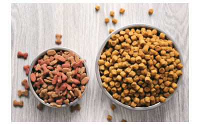 best dry food for dogs
