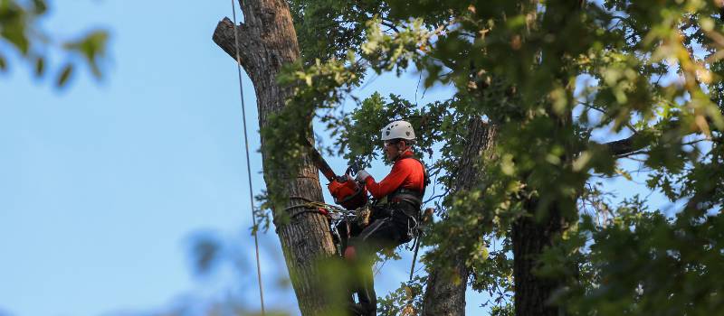 Tree Care Solutions
